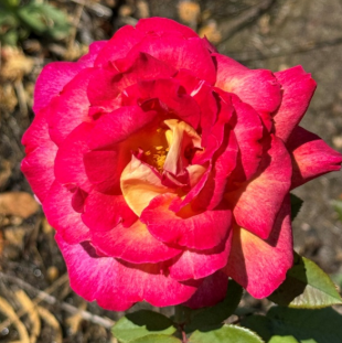 Rose - Fiona's Wish