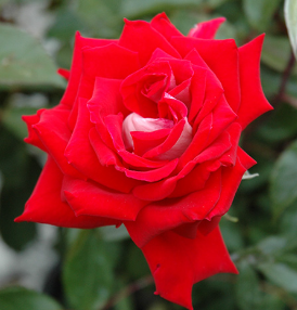 Rose - Fire n Ice