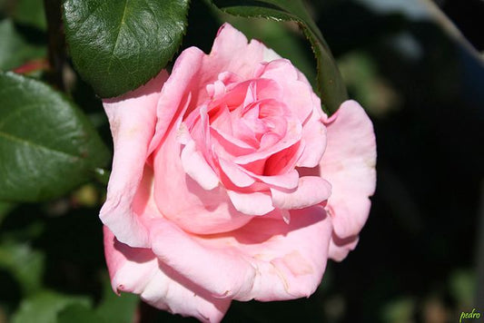 Rose - First Love