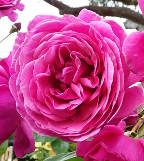Rose - Forget Me Not
