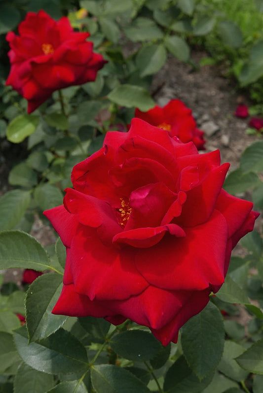 Rose - Fragrant Charm