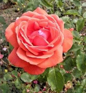 Rose - Fragrant Cloud