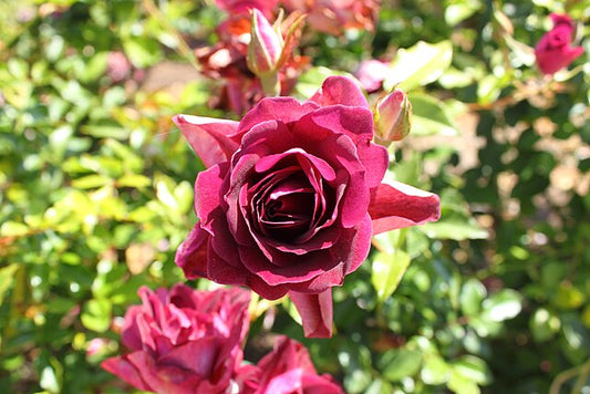 Rose - Fragrant Plum