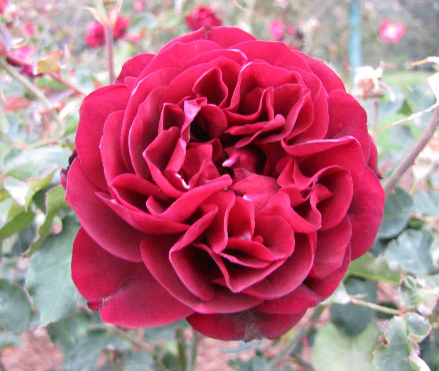Rose - Francis Dubreuli