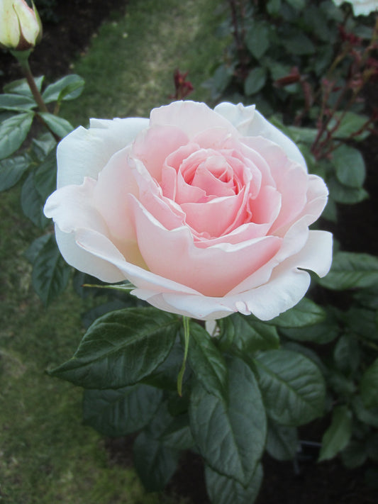 Rose - Francis Meiland
