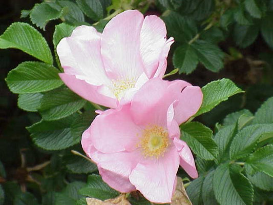 Rose - Frau Dagmar Hastrup