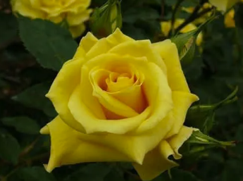 Rose - Friesia