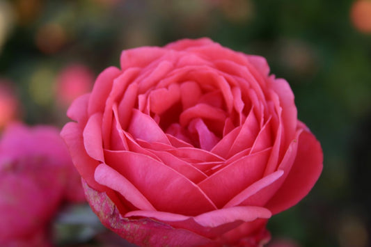 Rose - Fruity Parfuma