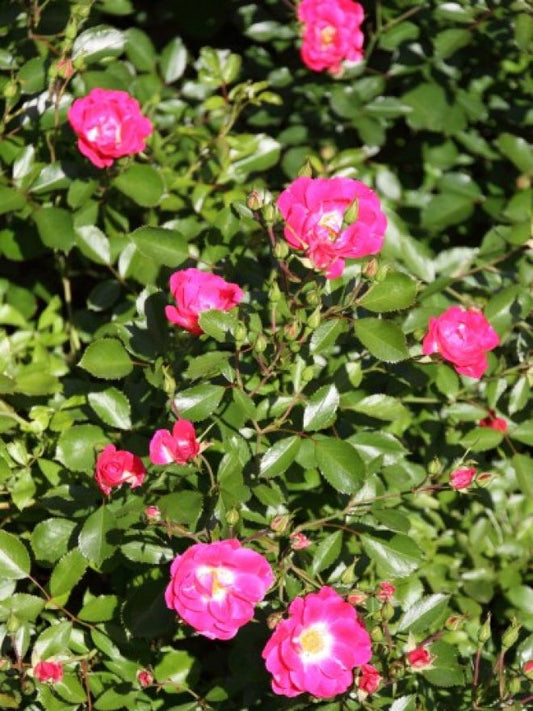 Rose - Meidiland Fuchsia