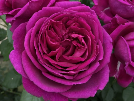 Rose - Fur Elise