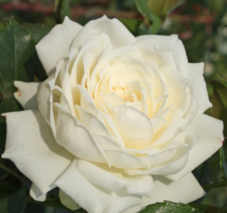 Rose - Future