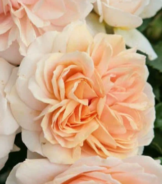 Rose - Garden of Roses