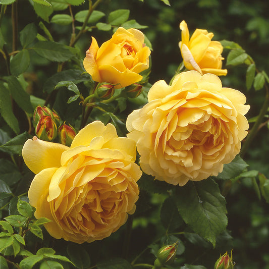 Rose - Golden Celebration