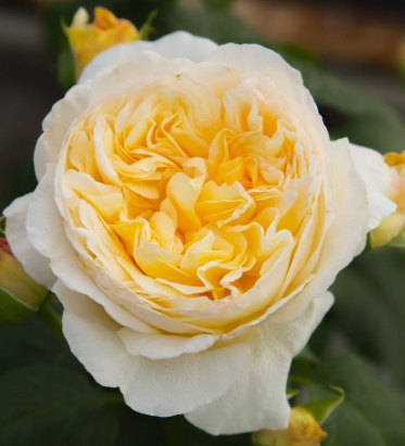 Rose - Golden Pierre de Ronsard