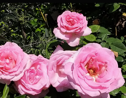 Rose - Grand Siecle