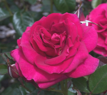Rose - Grandmas Rose