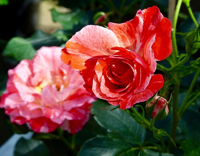 Rose - Grimaldi