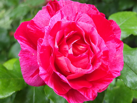 Rose - Guy Savoy