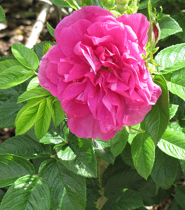 Rose - Hansa
