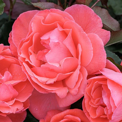 Rose - Happy Anniversary