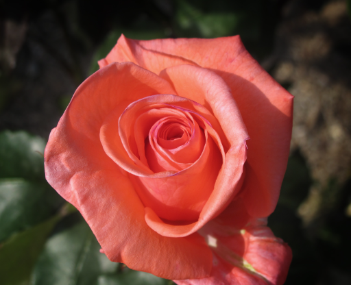 Rose - Harmonie