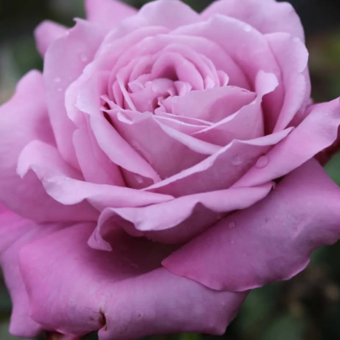 Rose - Heaven Scent
