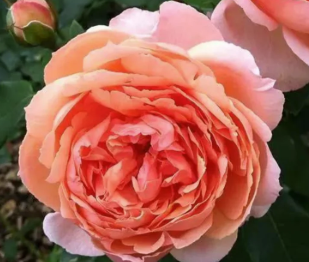 Rose - Heaven on Earth