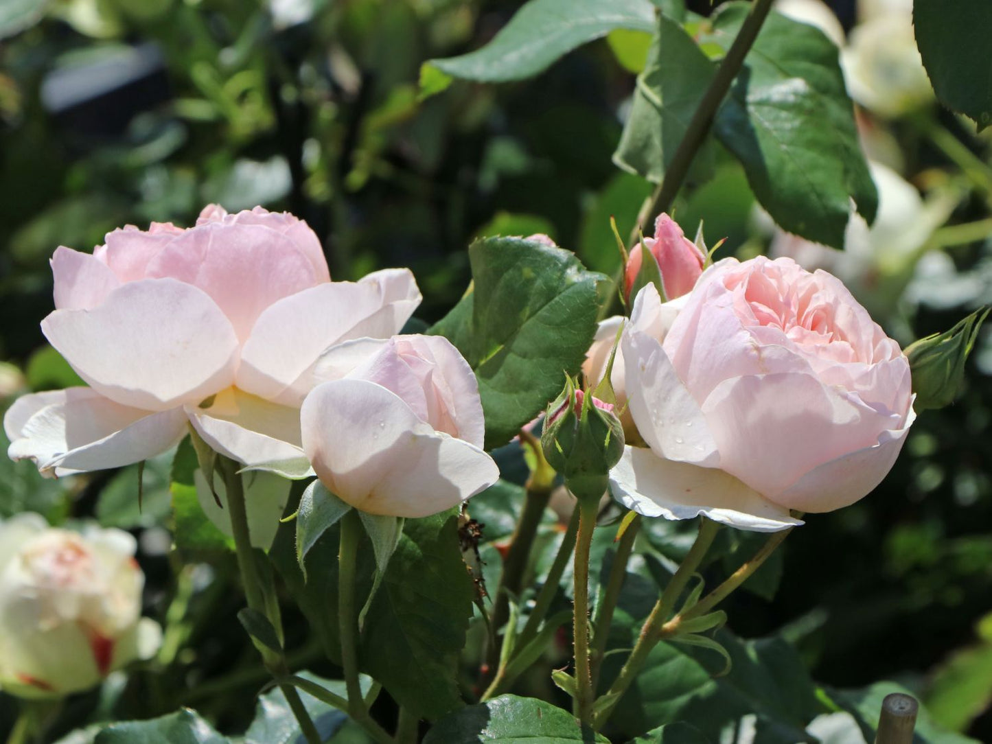 Rose - Heritage