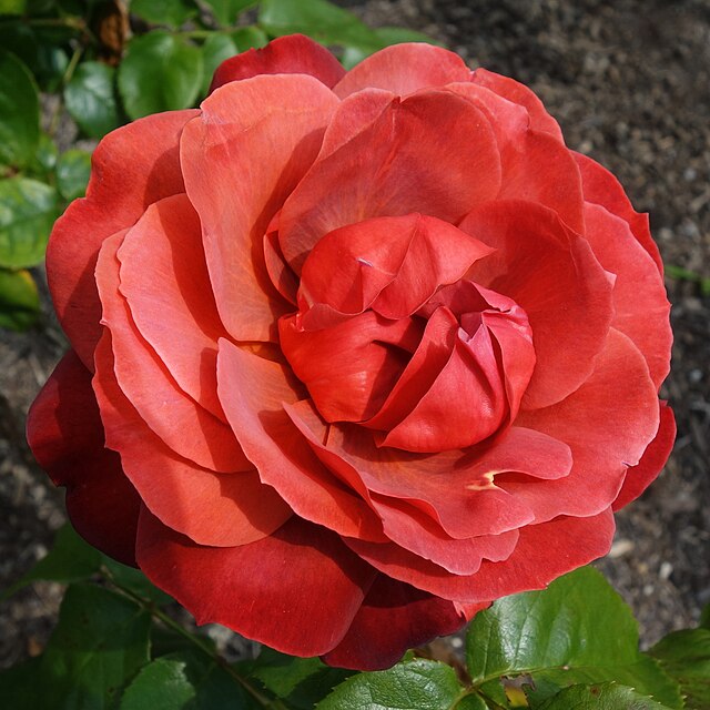 Rose - Hot Chocolate – The Plant Broker