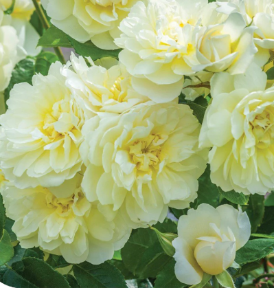 Rose - Imogen