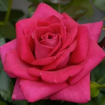 Rose - In Appreciation