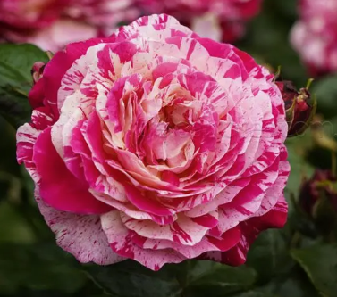 Rose - It's Magic