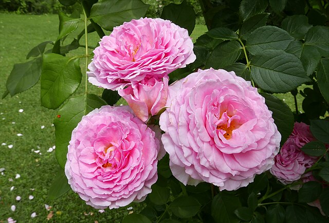 Rose - James Galway