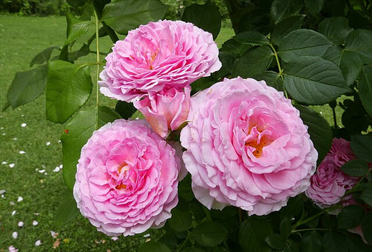 Rose - James Galway