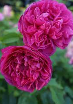 Rose - James L. Austin