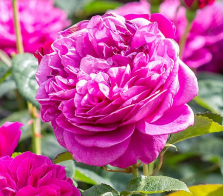 Rose - James L.Austin