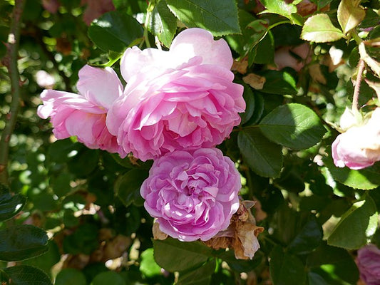 Rose - Jasmina