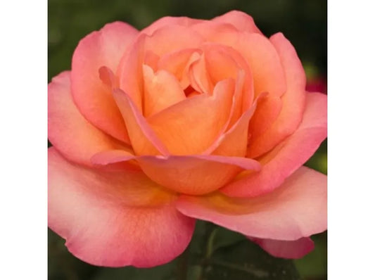 Rose - Jazz Festival