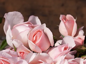 Rose - Jessica's Rose