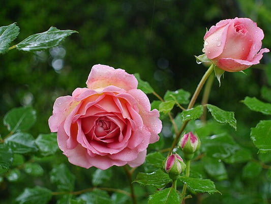Rose - Jubilee Celebration