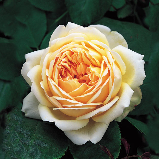 Rose - Jude the Obscure