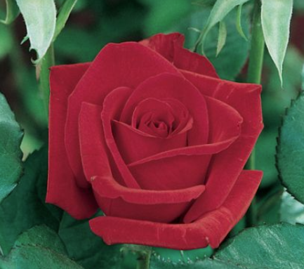 Rose - Kardinal