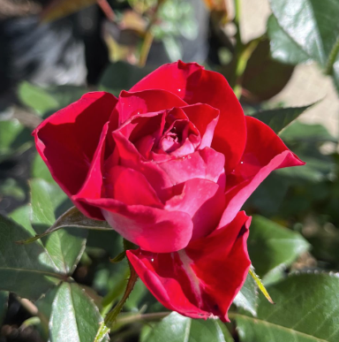 Rose - Kissing Ayoba
