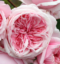 Rose - Kiss me Kate