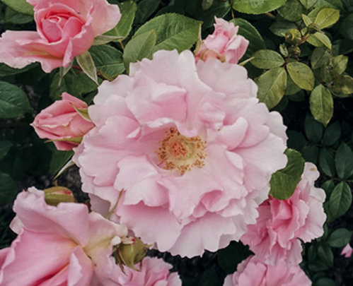 Rose - La Vie en Rose