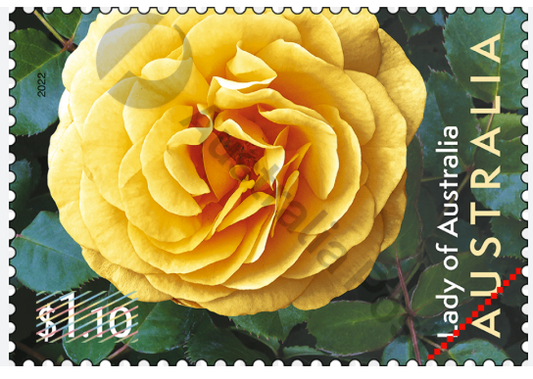 Rose - Lady of Australia