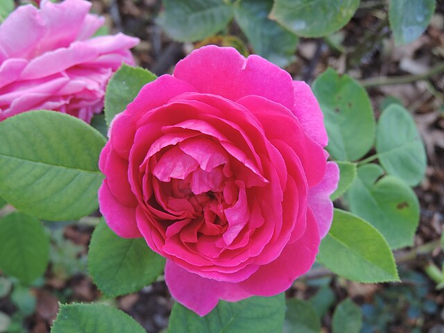 Rose - Lady of Megginch