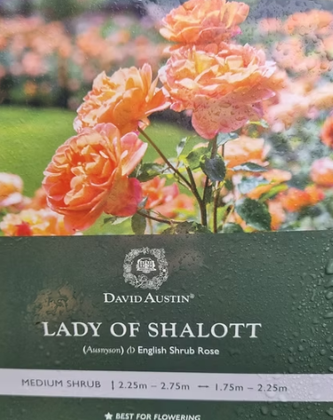 Rose - Lady of Shallot