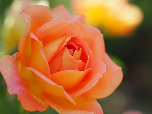 Rose - Lady of Shalott
