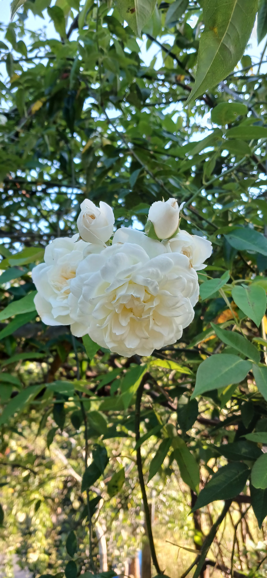 Rose - Lamarque